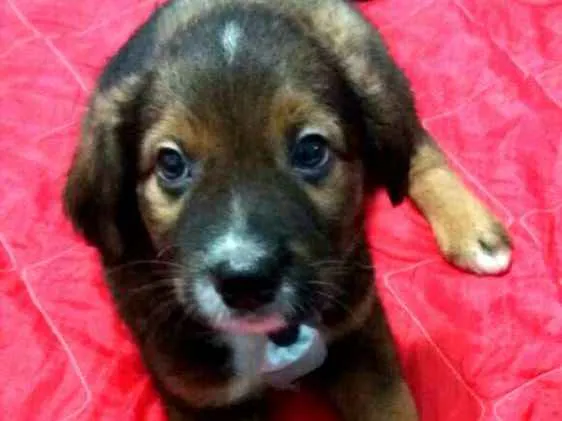 Cachorro ra a  idade 2 a 6 meses nome Filhotes Sueli