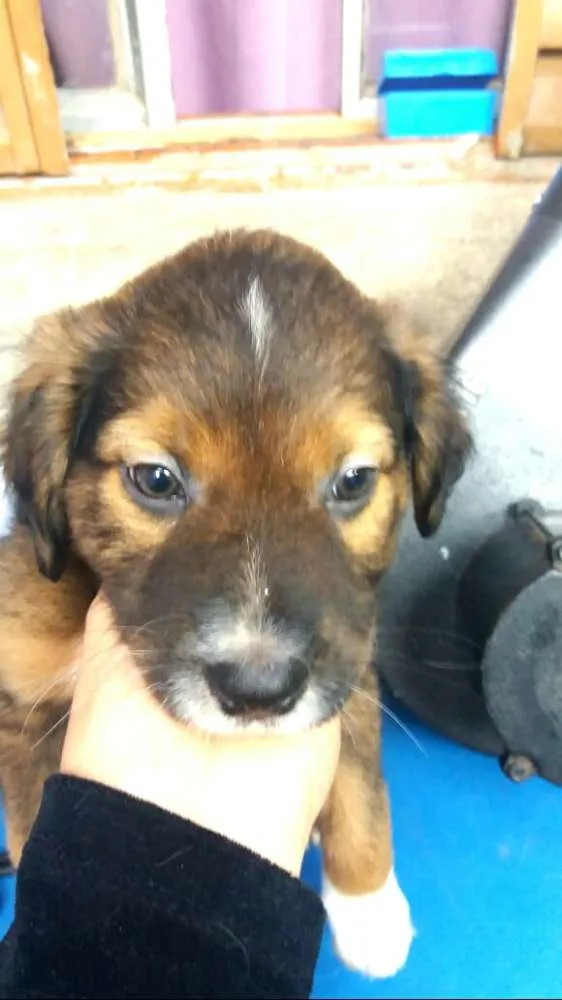 Cachorro ra a  idade 2 a 6 meses nome Filhotes Sueli