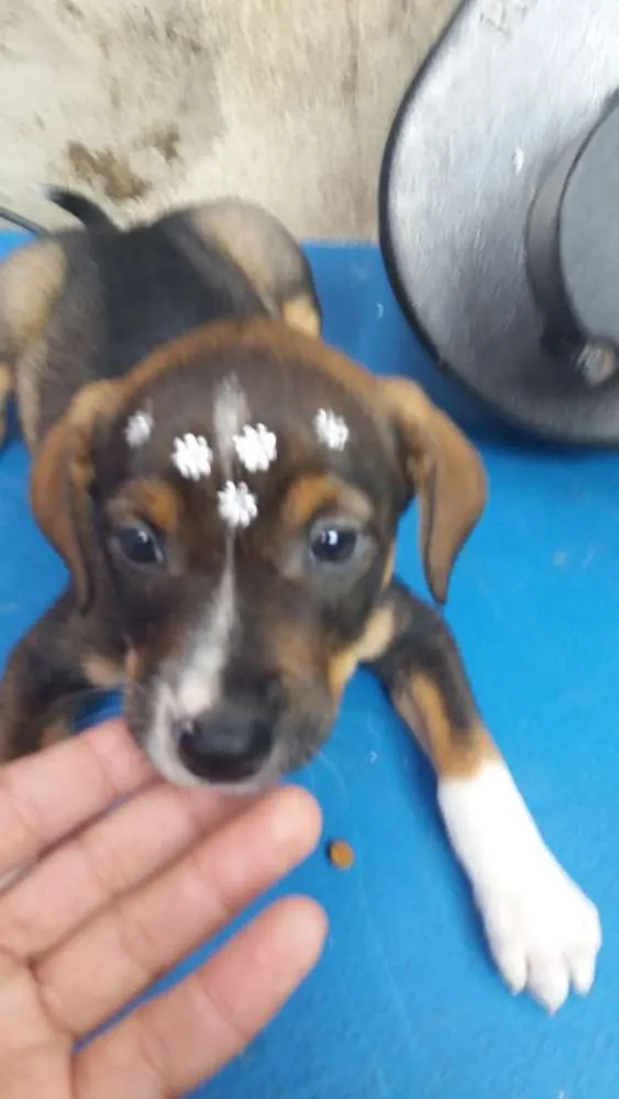 Cachorro ra a  idade 2 a 6 meses nome Filhotes Sueli