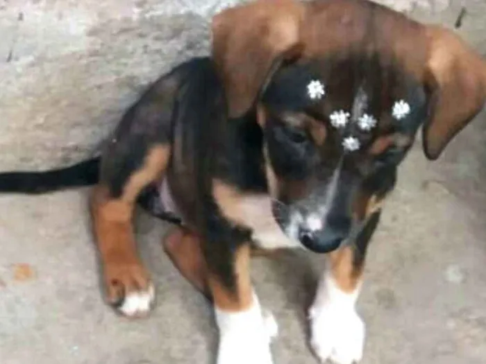 Cachorro ra a  idade 2 a 6 meses nome Filhotes Sueli