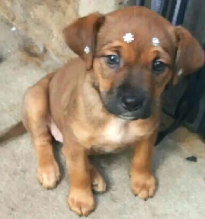 Cachorro ra a  idade 2 a 6 meses nome Filhotes Sueli