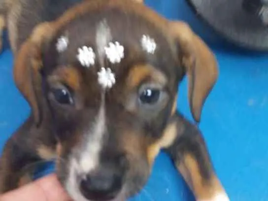 Cachorro ra a  idade 2 a 6 meses nome Filhotes Sueli