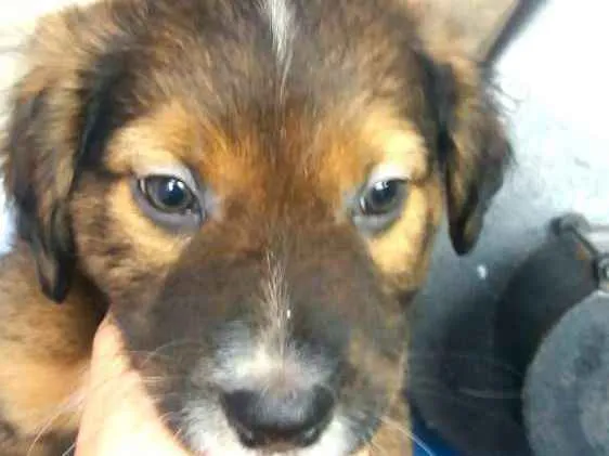 Cachorro ra a  idade 2 a 6 meses nome Filhotes Sueli
