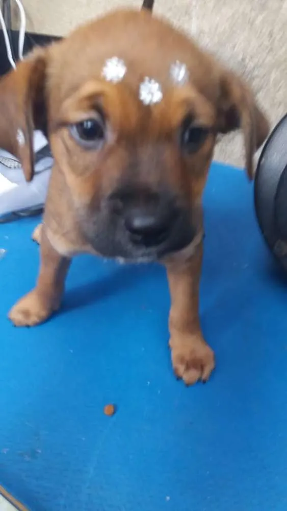 Cachorro ra a  idade 2 a 6 meses nome Filhotes Sueli