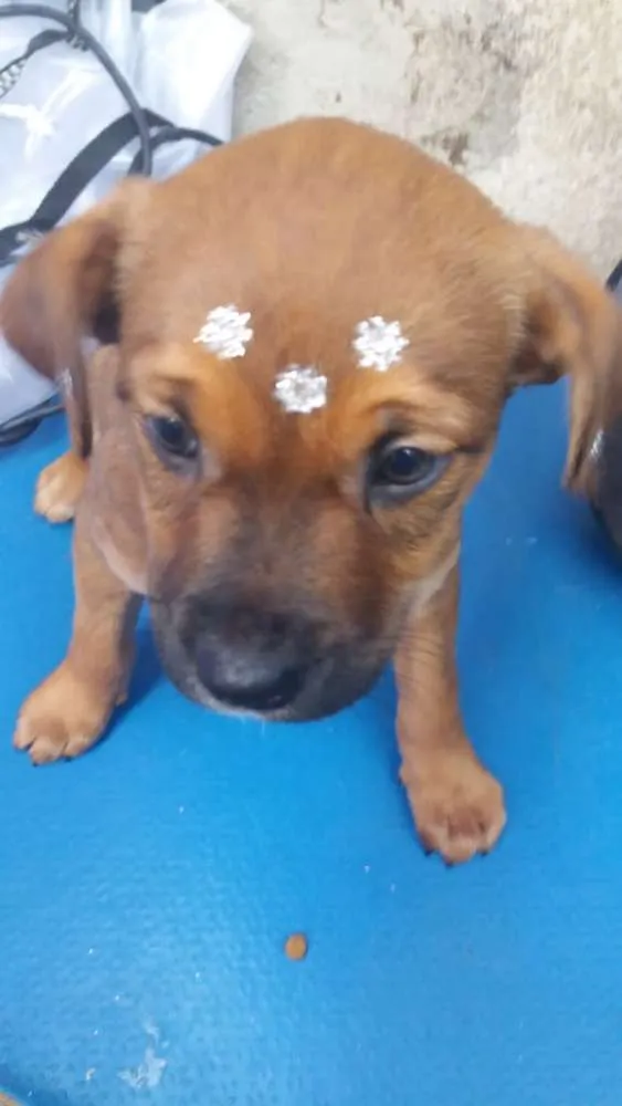 Cachorro ra a  idade 2 a 6 meses nome Filhotes Sueli