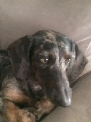 Cachorro raça dushround mini idade 1 ano nome Barney