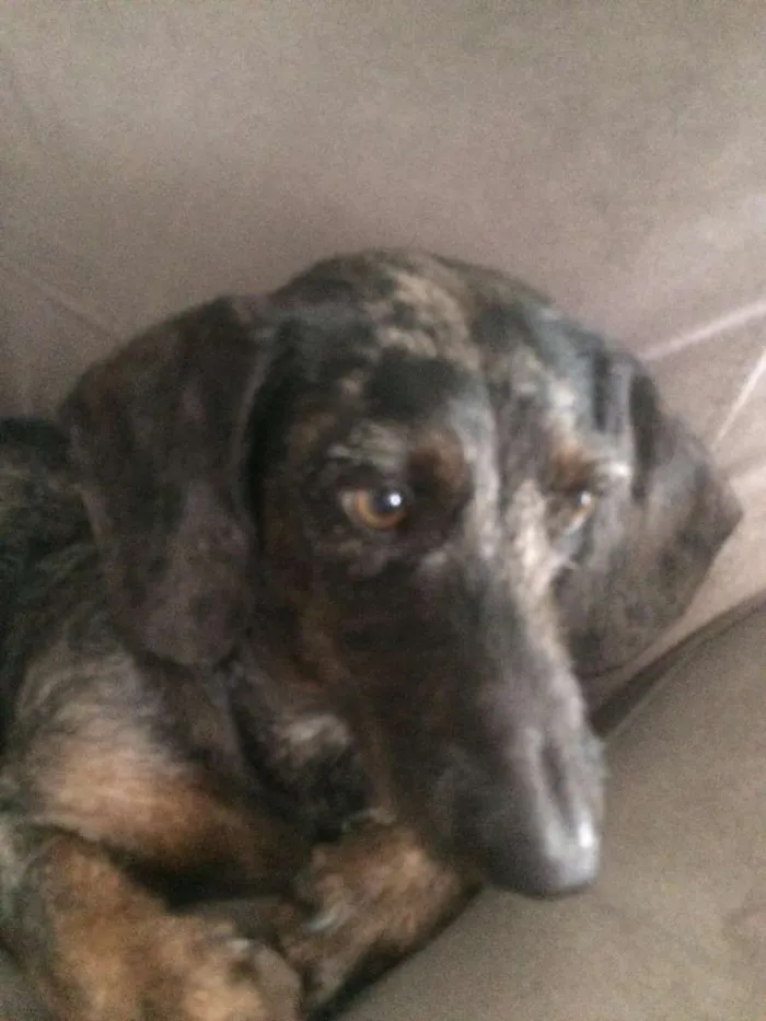 Cachorro ra a dushround mini idade 1 ano nome Barney