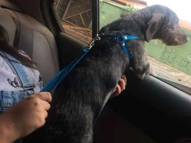 Cachorro ra a dushround mini idade 1 ano nome Barney
