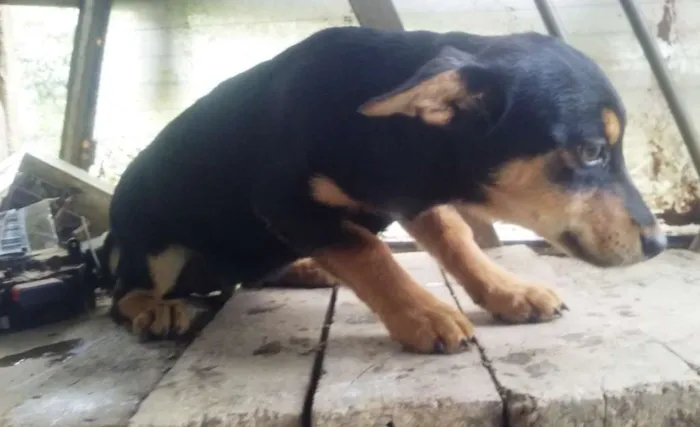 Cachorro ra a SRD idade 2 a 6 meses nome Mila