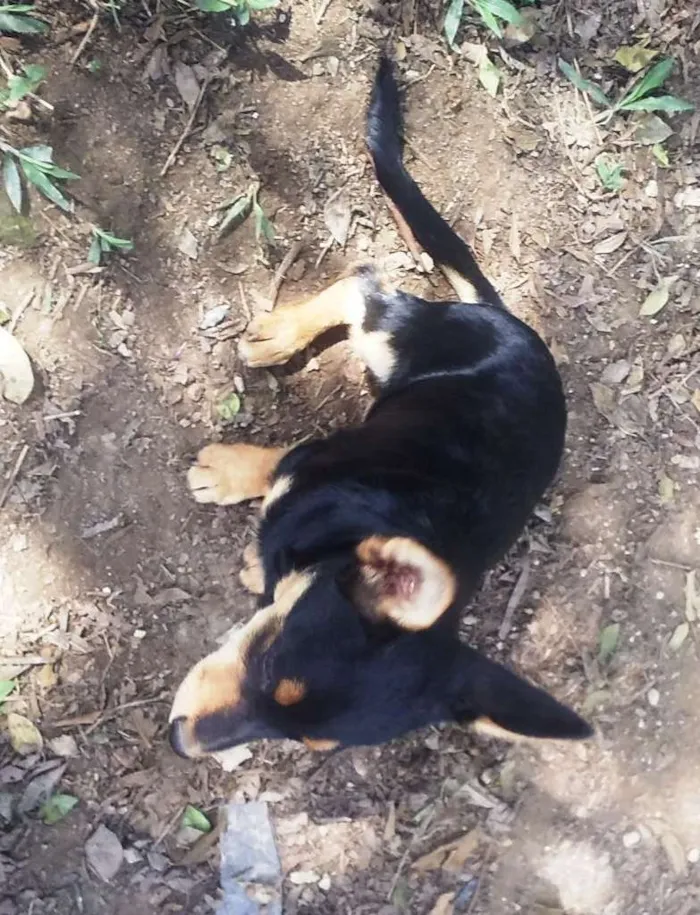 Cachorro ra a SRD idade 2 a 6 meses nome Mila