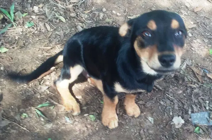 Cachorro ra a SRD idade 2 a 6 meses nome Mila