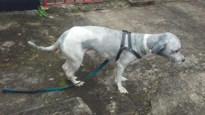 Cachorro raça SRD idade 4 anos nome apolo