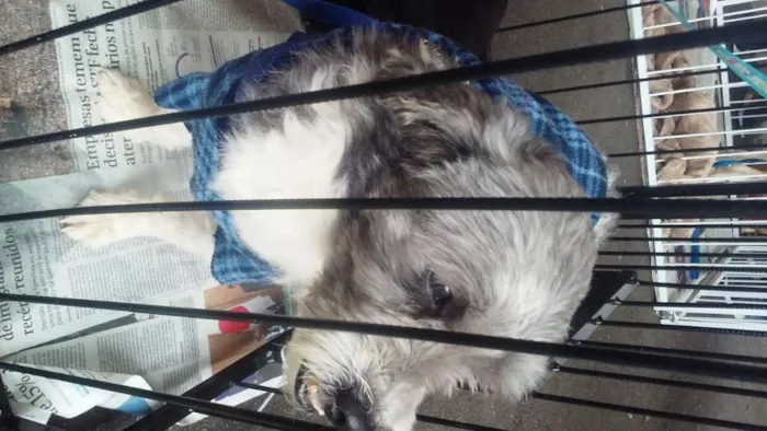 Cachorro raça SRD idade 4 anos nome apolo