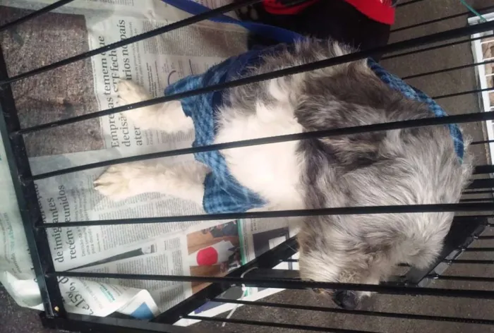 Cachorro raça SRD idade 4 anos nome apolo