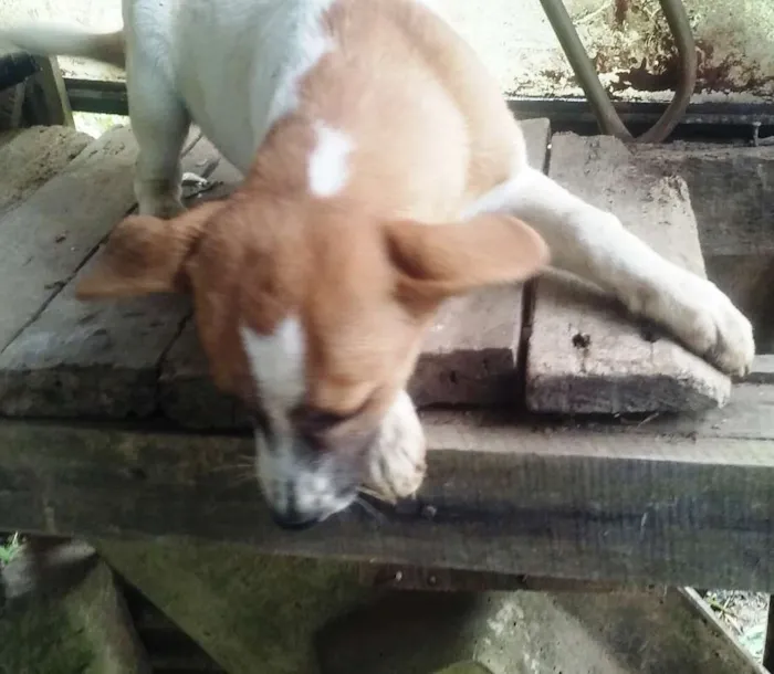 Cachorro ra a SRD idade 2 a 6 meses nome Liza