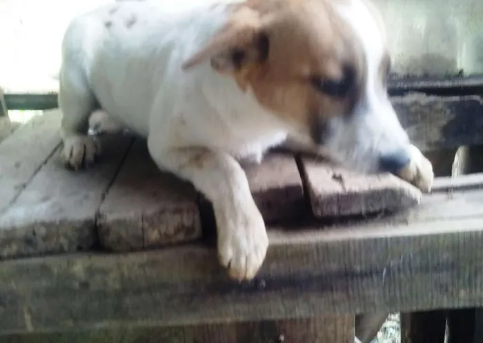 Cachorro ra a SRD idade 2 a 6 meses nome Liza