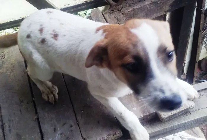 Cachorro ra a SRD idade 2 a 6 meses nome Liza