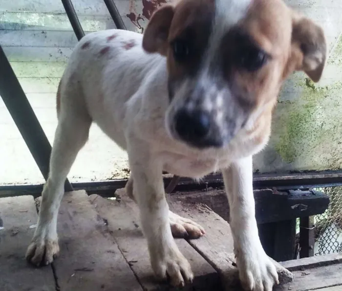 Cachorro ra a SRD idade 2 a 6 meses nome Liza