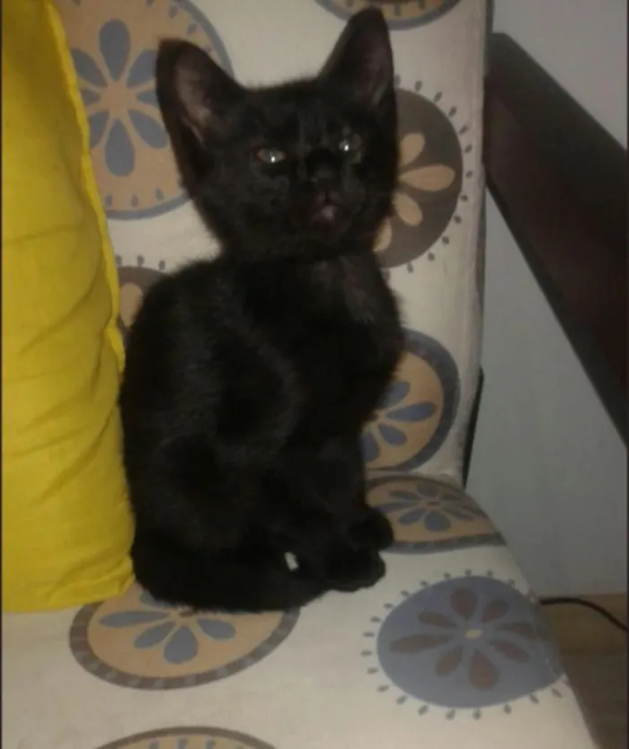 Gato ra a Não tem idade Abaixo de 2 meses nome Sem nome