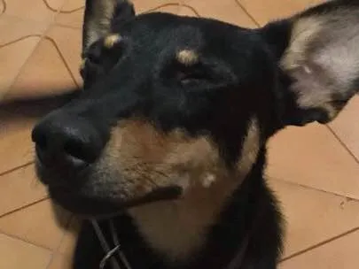 Cachorro ra a SRD idade 1 ano nome Borel