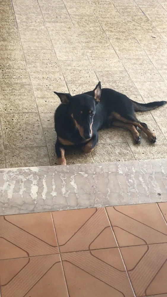 Cachorro ra a SRD idade 1 ano nome Borel