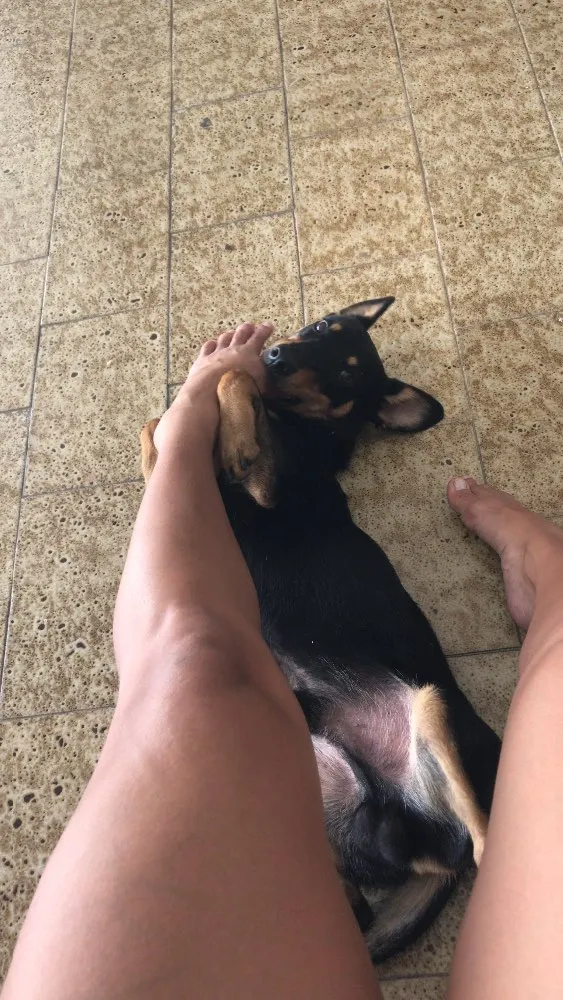 Cachorro ra a SRD idade 1 ano nome Borel