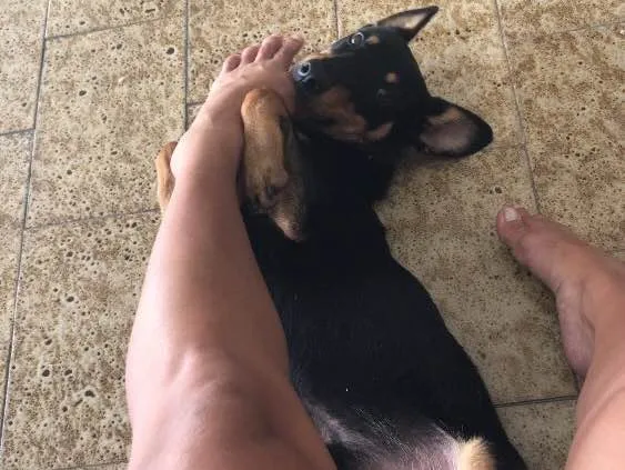 Cachorro ra a SRD idade 1 ano nome Borel