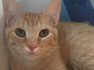 Gato raça SRD idade 2 a 6 meses nome GOLD