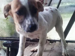Cachorro raça SRD idade 2 a 6 meses nome Liza