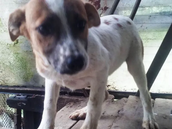 Cachorro ra a SRD idade 2 a 6 meses nome Liza