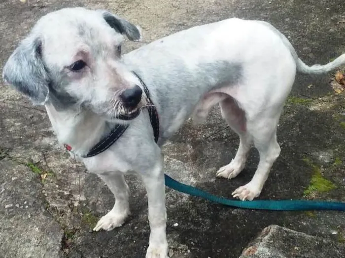 Cachorro raça SRD idade 4 anos nome apolo