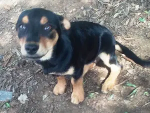 Cachorro raça SRD idade 2 a 6 meses nome Mila