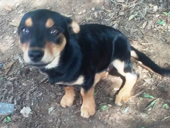 Cachorro ra a SRD idade 2 a 6 meses nome Mila