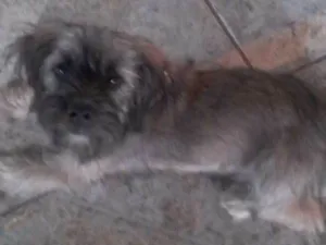 Cachorro raça Indefinido  idade 1 ano nome Não tem 