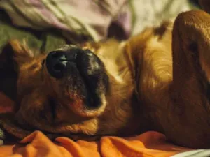 Cachorro raça SRD idade 4 anos nome Quitéria