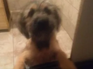 Cachorro raça Não definido idade 2 a 6 meses nome Megg