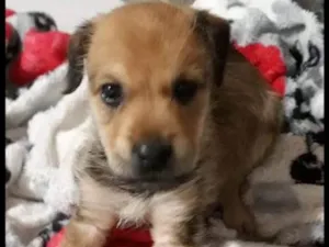 Cachorro raça Não sei  idade Abaixo de 2 meses nome Dody