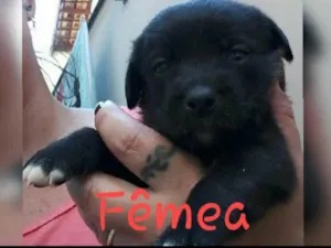 Cachorro raça SRD idade Abaixo de 2 meses nome Sem nomes