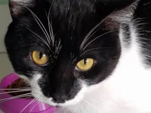 Gato raça SRD idade 1 ano nome FOFÃO