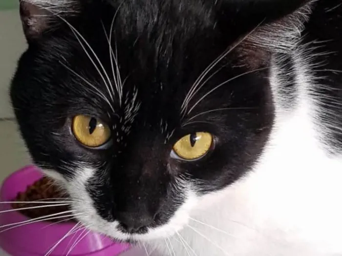 Gato ra a SRD idade 1 ano nome FOFÃO