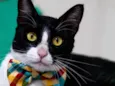 TOM