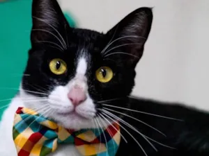 Gato raça SRD idade 1 ano nome TOM