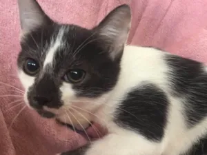Gato raça SRD  idade 2 a 6 meses nome FELÍCIA