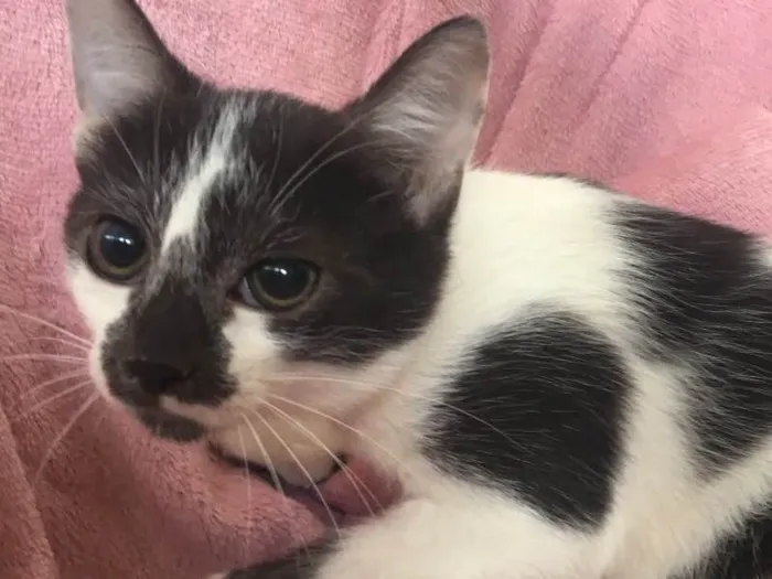 Gato ra a SRD  idade 2 a 6 meses nome FELÍCIA