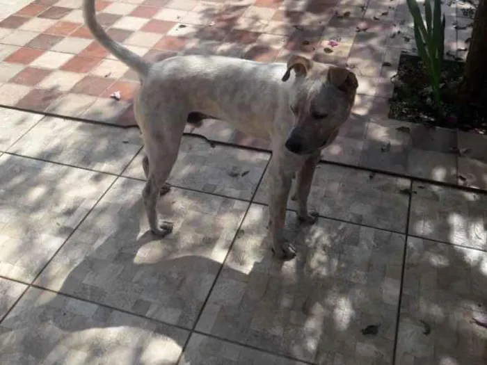 Cachorro ra a Srs traços de Por Boul idade 7 a 11 meses nome Saheik