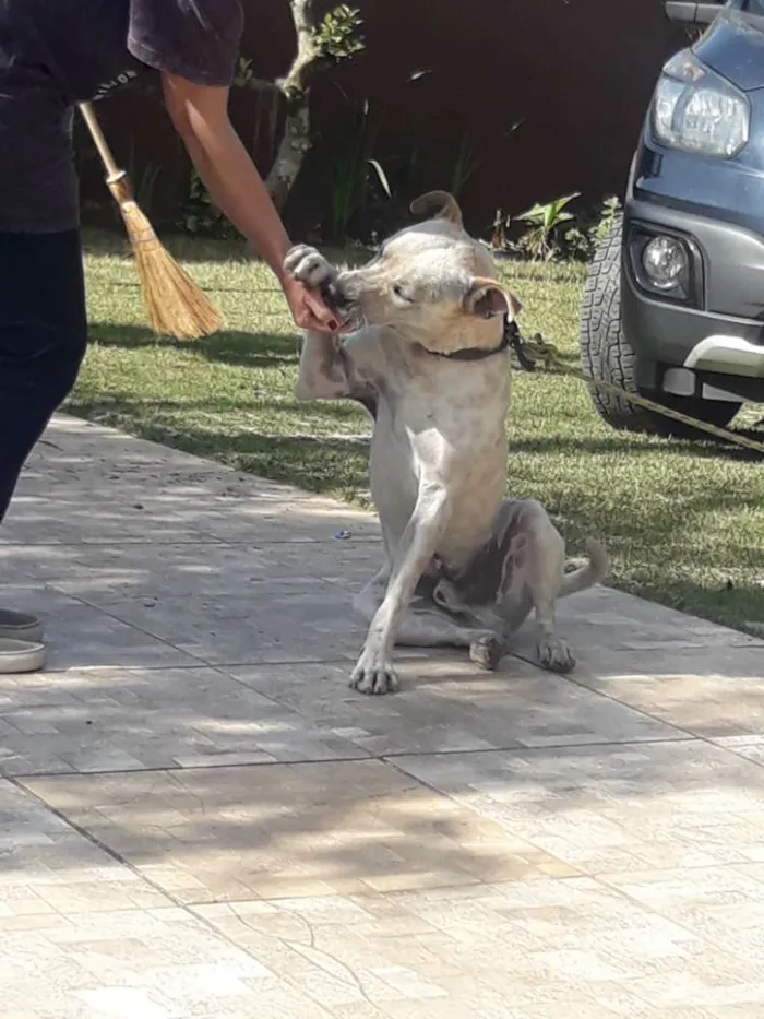 Cachorro ra a Srs traços de Por Boul idade 7 a 11 meses nome Saheik