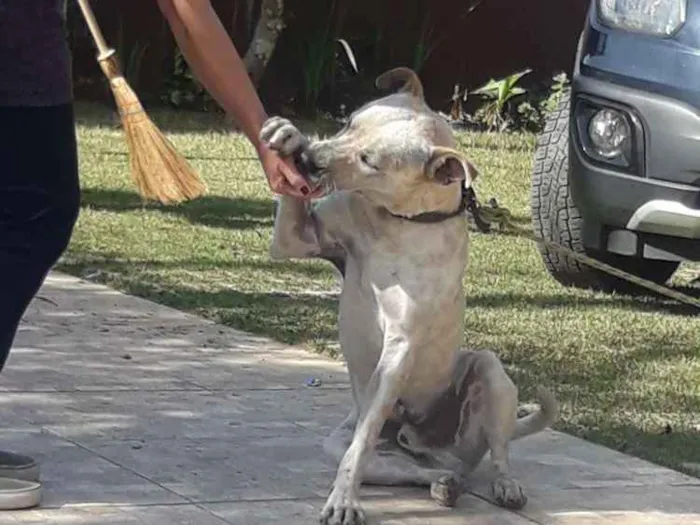 Cachorro ra a Srs traços de Por Boul idade 7 a 11 meses nome Saheik