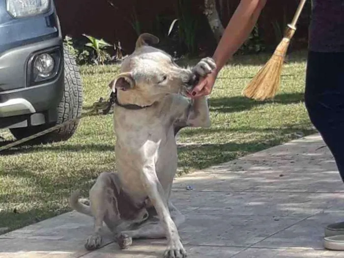 Cachorro ra a Srs traços de Por Boul idade 7 a 11 meses nome Saheik