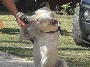 Cachorro raça Srs traços de Por Boul idade 7 a 11 meses nome Saheik