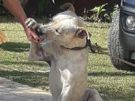 Cachorro ra a Srs traços de Por Boul idade 7 a 11 meses nome Saheik